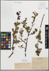 Foto von Salix myrsinifolia Salisb.